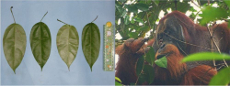 Wild animals using medicinal plants for healing: Can that be serendipity?