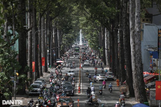 Urban forests: A promising solution for a healthier and more sustainable environment