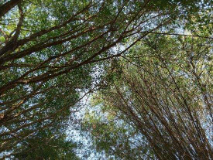 The connected nature of communities: Balancing the environment and society